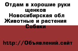 Отдам в хорошие руки щенков - Новосибирская обл. Животные и растения » Собаки   
